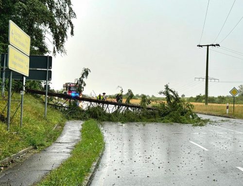 Einsatz 021/2026 – Baum auf Straße